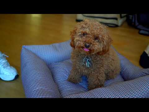 Pet Life ® 'Wick-Away' Wick-Proof Nano-Silver and Anti-Bacterial Water Resistant Rectangular Dog Bed