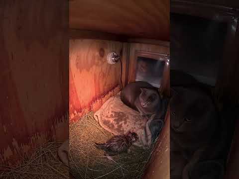 Something Tiny Crawled In From The Cold… Watch What The Big Cat Does