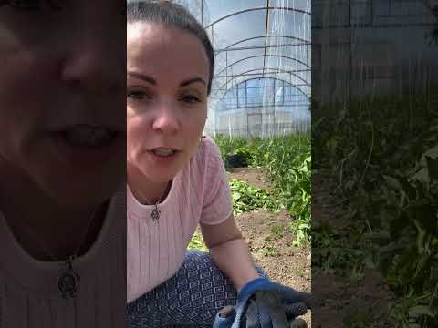 ПЕТРОВЧАНКА ЛЕРА petrovchanka_lera #garden #жизньзагородом #огород #shorts