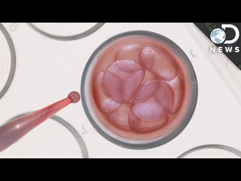 為什麼我們不能在人類胚胎幹細胞上進行實驗？ (Why Can't We Experiment On Human Embryonic Stem Cells?)