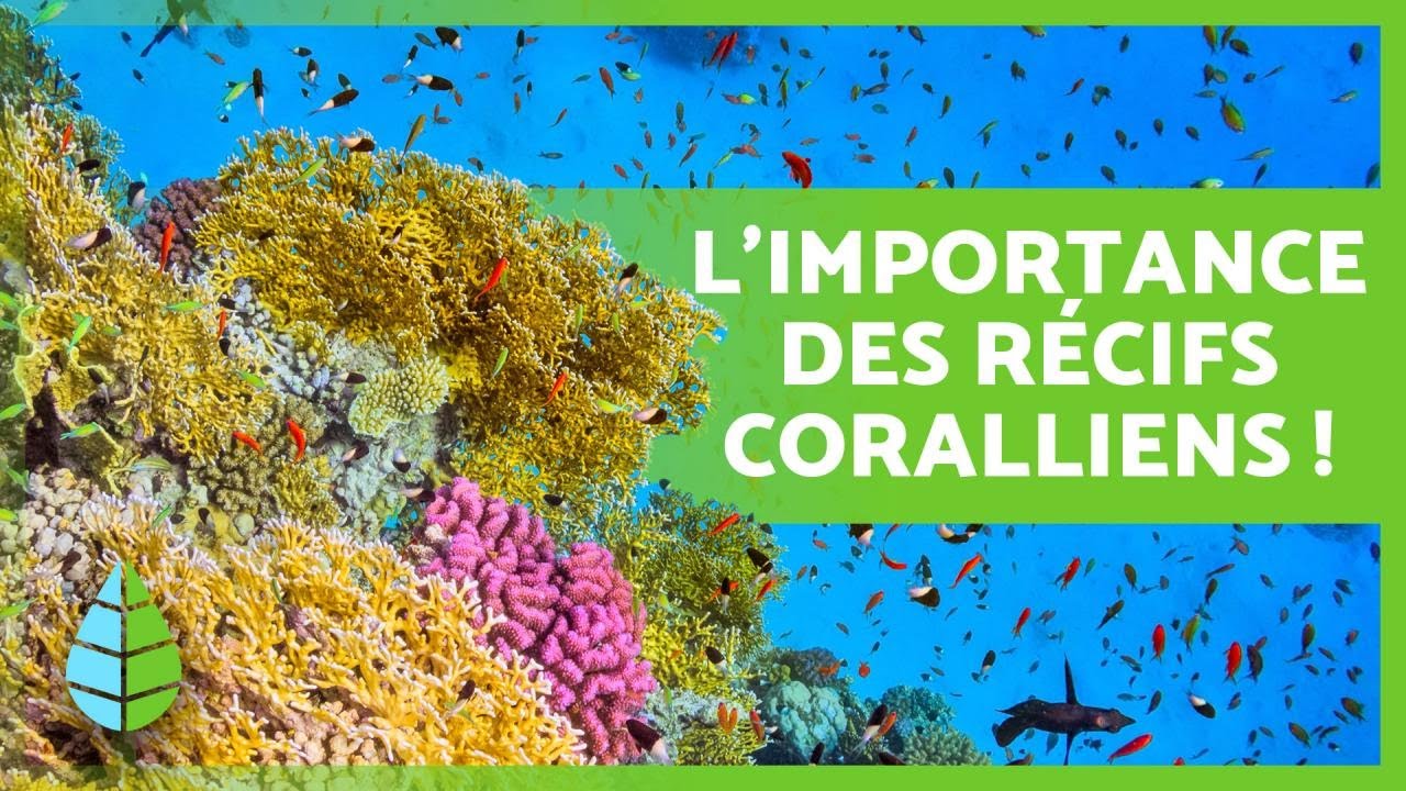 Que sont les RÉCIFS CORALLIENS 🌿🐠 (Types, Importances et comment ils se forment)