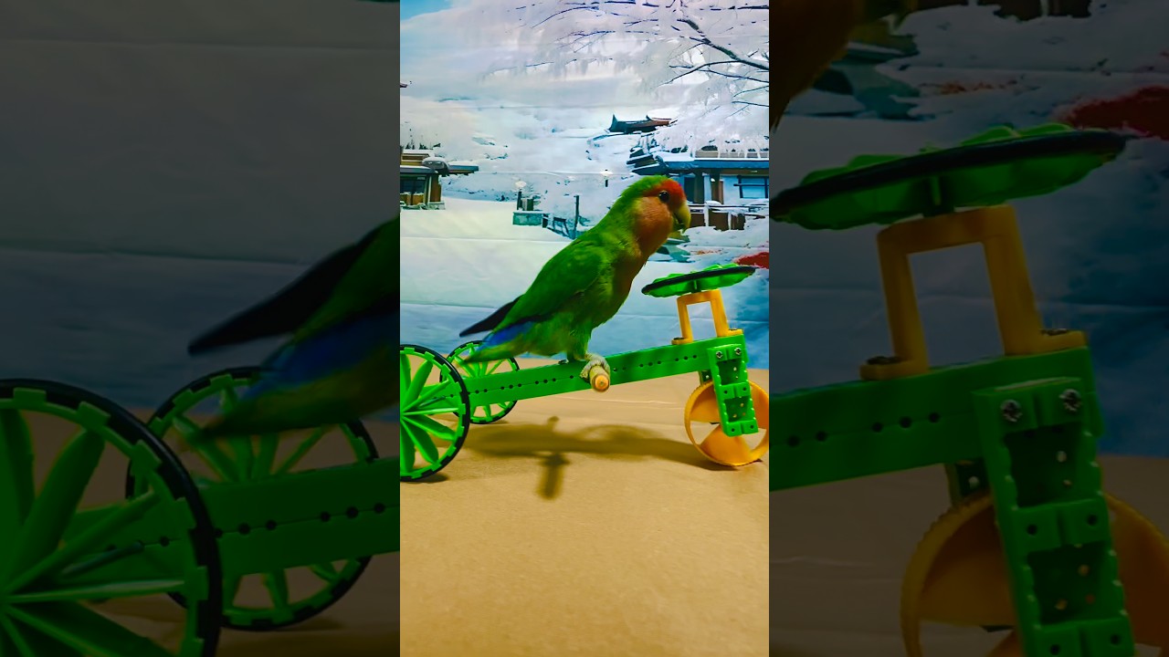 Bird Training:smart lovebird parrot l smart little cute parrot  #training#smartparrot#cute