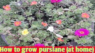 Easiest way to grow purslane from cutting (at home)