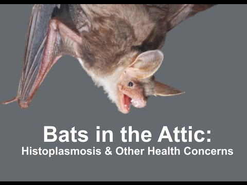 Moisture Mold And A Former Bat Infestation Has Employees Concerned Moisture Mold And A Former Bat Infestation Has Employees Concerned At Sheriff S Office Operations Center