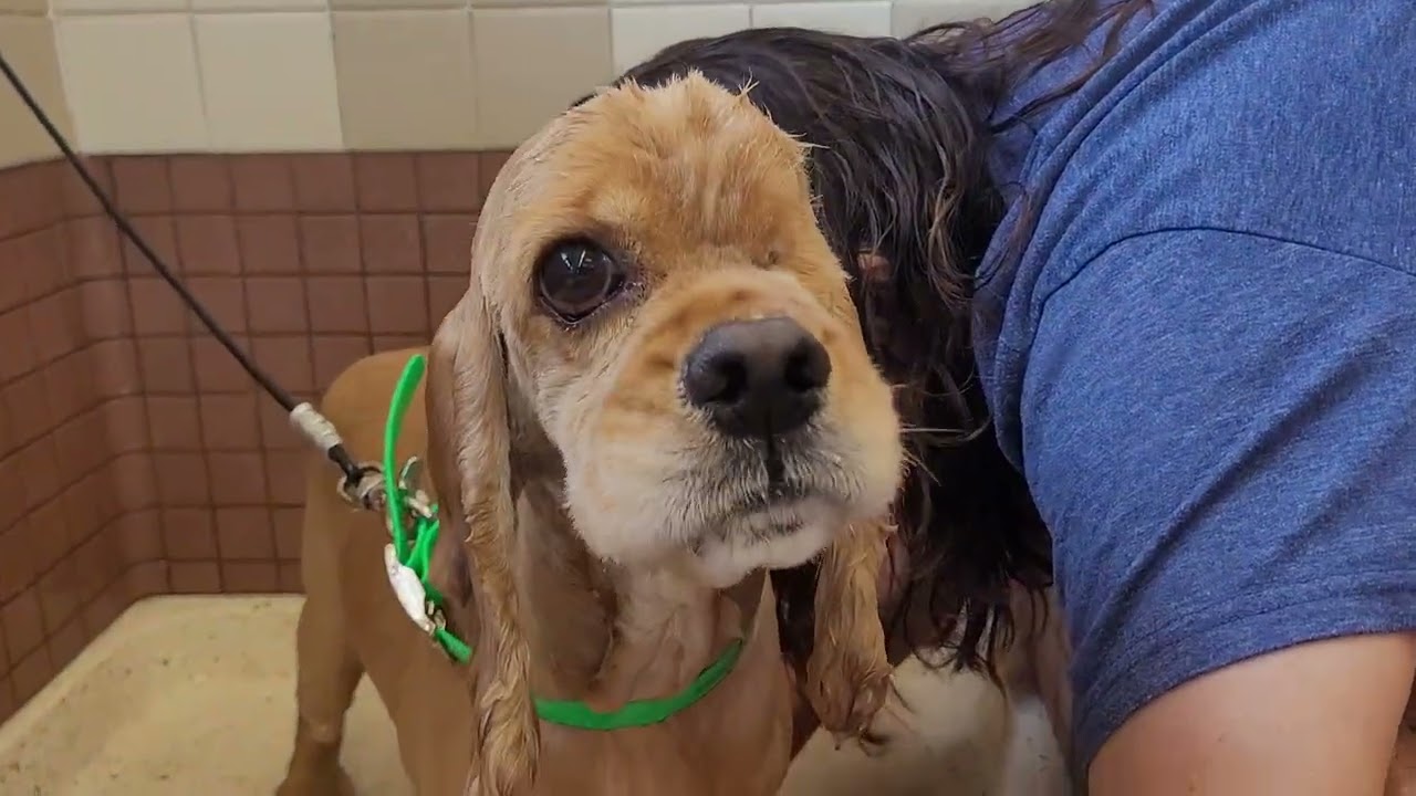 Enlarge Wink, a Adoptable Cocker Spaniel in South San Francisco, CA video 3/3