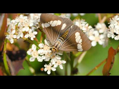 20200416   Wasp Moth 4K