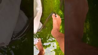 Bắt rắn bằng chân #cạpnia #rắn