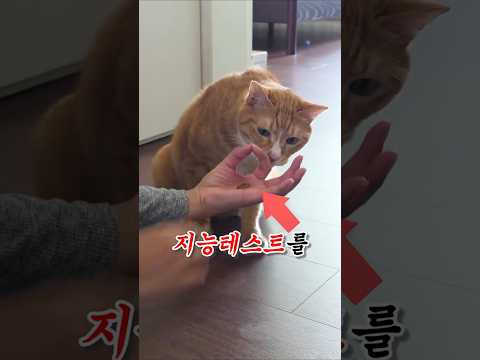 친구네 고양이 지능테스트 하고옴 ㅋㅋ