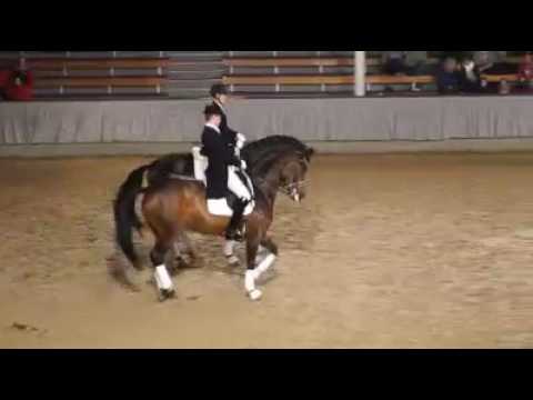 Showprogramm der Frühjahrs Eliteauktion 2016 mit dem Hengst Riptide und seiner Mutter Sevilla