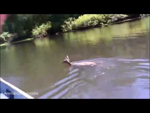 Baby Deer (Fawn) Jumping & Hopping - CUTEST Compilation