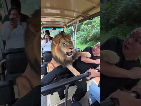 정글에서 사자가 나와 차 안에 있는 사람들을 공격했어요! 🦁😱#숏비디오 #쇼츠