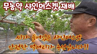 친환경 무농약 샤인머스캣 재배!! 우리 아이들의 먹거리를 위해서 친환경 샤인머스켓 재배를 고집합니다!! 천안…
