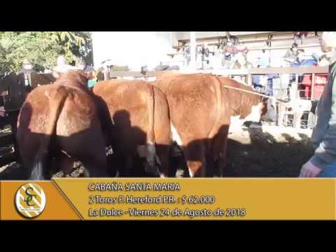 24-08-18 Venta de Toros P. Hereford P.R. - Cabaña Santa Marìa - La Dulce.