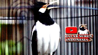 Download lagu JALAK SUREN ANDA AKAN GACOR SEPANJANG HARI jika DIPANCING PAKAI INI #jalaksurengacor mp3 Download lagu JALAK SUREN ANDA AKAN GACOR SEPANJANG HARI jika DIPANCING PAKAI INI #jalaksurengacor mp3