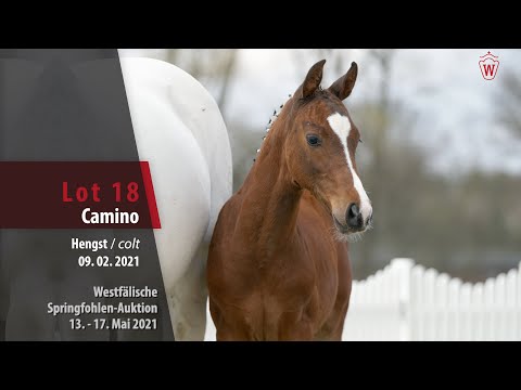 Springfohlen-Auktion 13. - 17. Mai Lot 18 Camino Hengst v. Casallco - Cornet Obolensky