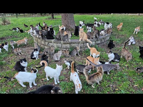 This Is the Only Place on Earth You Can See So Many Cats Together
