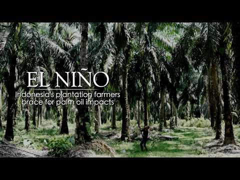 Inside El Nino – Indonesia's farmers brace for palm oil impacts