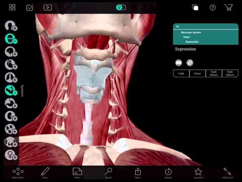 Learn@Visible Body - Hyoid