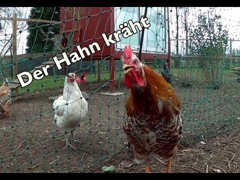 So kräht ein Hahn