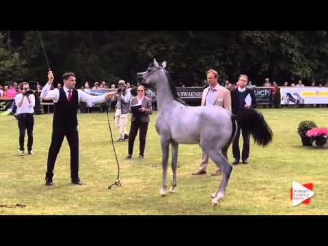 N.104 AJA CARRERA - Bruges 2015 International - Yearling Fillies (Class 101A)