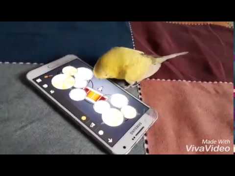 Thumbnail for Budgie's drum set training by Budgie