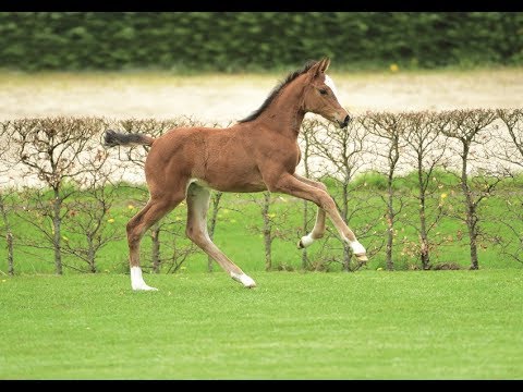 Nr. 6 | Stutfohlen v. Cascadello I - Limbus