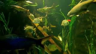 Aquarium 💖💖💖💖💞💕💙💗💜💛🧡💗❤️💚💖👍👌💕💗🧡 #shorts #subscribe #aquarium