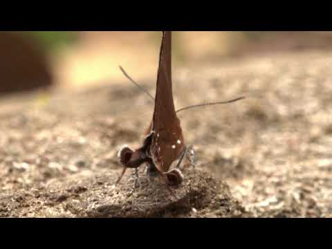 シジミチョウの尾状突起は偽の頭　