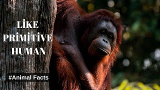 Will &quot;The Human Of The Forest&quot; Be Left Without Forests İn The Future? | Animal facts