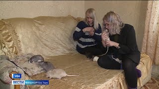 Семья из Уфы держит в квартире 17 домашних крыс