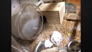 ハムスターのお留守番カメラ