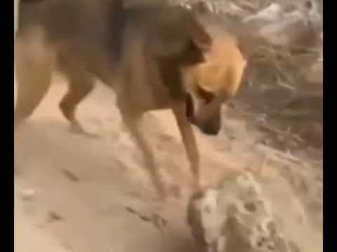 Dog thinks he’s him