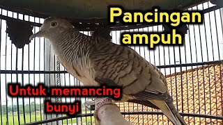 Download lagu Perkutut bangkok suara nuntut ampuh untuk pancingan agar perkutut bangkok cepat bunyi mp3 Download lagu Perkutut bangkok suara nuntut ampuh untuk pancingan agar perkutut bangkok cepat bunyi mp3