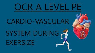 OCR A Level PE - Cardio Vascular System During Exercise