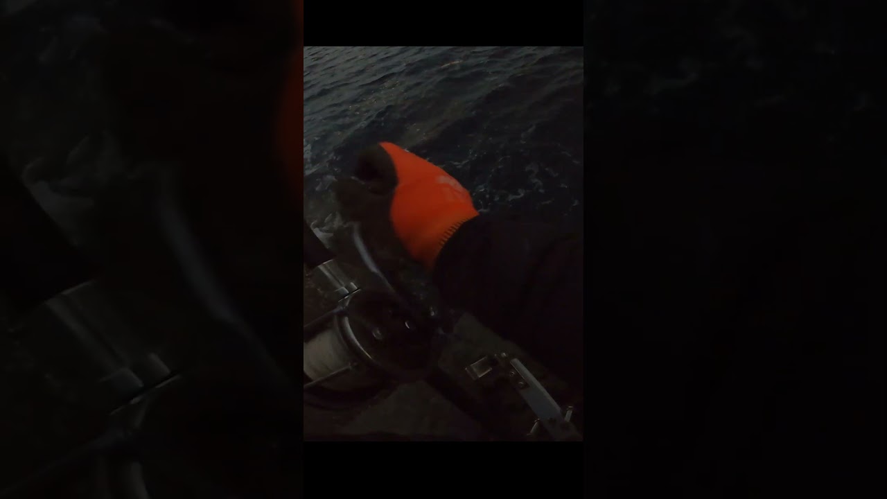 よそ見厳禁！大物が食いつく瞬間　男女群島アラ釣り