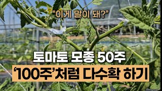토마토 50주 100주 처럼 다수확 하는 법 | 토마토 수확 2배 늘리는 방법