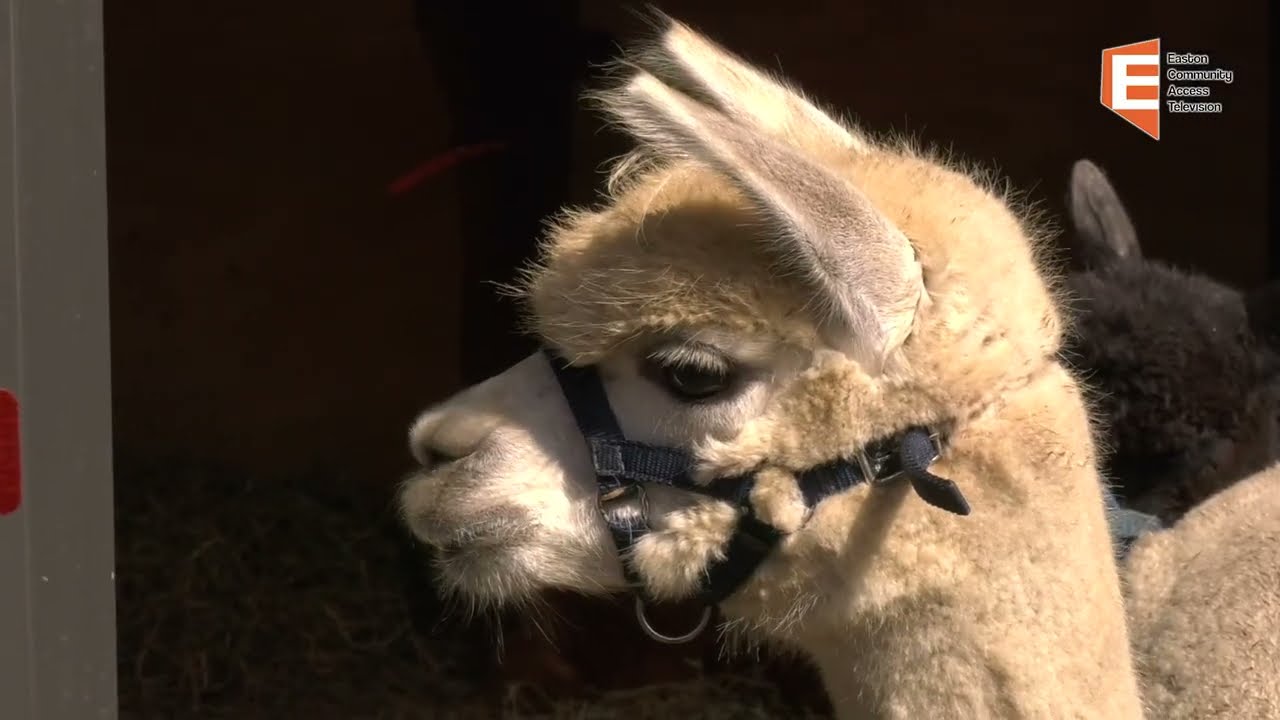 NRT Sheep Pasture Harvest & Craft Fair 10/06/24