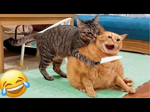 Cachorros e Gatos Engraçados😹🐶 - TENTE NÃO RIR #71 - Animais Engraçados