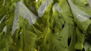 I'm from Mugwort Gel Cleanser