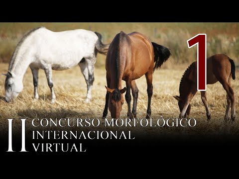 II Concurso Morfológico Internacional Virtual (Jornada 1)