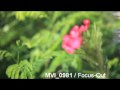 Footage Flower 03 Wmv