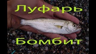 Черное море ловля луфаря в