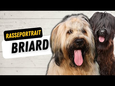 Briard - Ursprung, Wesen, Training & Haltung