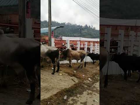 ferias y fiestas La Capilla Boyacá #viral #colombia #lomasviraldelmomento #tendencia
