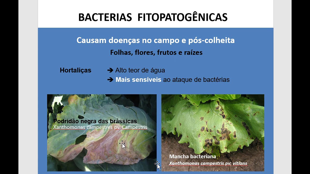 FITOPATOLOGIA II (AULA 2) - BACTÉRIAS FITOPATOGÊNICAS