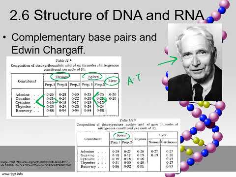 IB Biology 2.6 DNA RNA Structure & 2.7 DNA replication