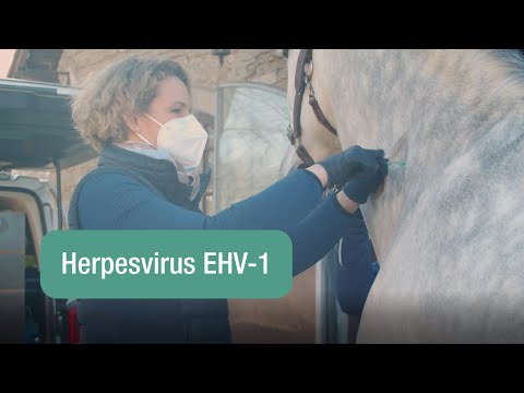 Die wichtigsten Fragen und Antworten zum Herpesvirus EHV-1 bei Pferden