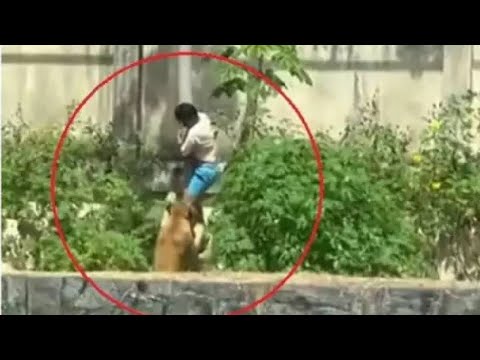 THE HORRIFIC IMAGES OF A YOUNG MAN DEVOURED AFTER ENTERING A LIONESS' ENTRY