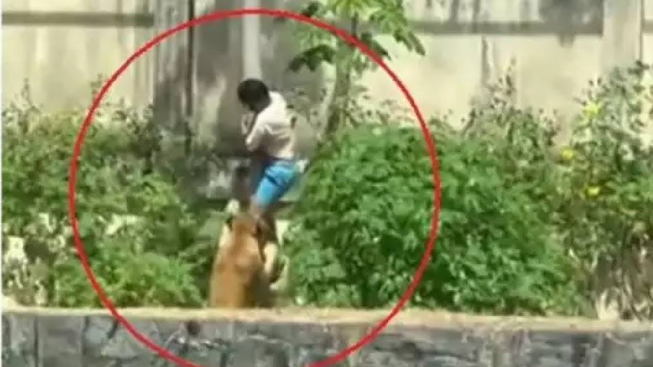 LAS TERRIBLES IMÁGENES DE UN JOVEN DEVORADO TRAS COLARSE EN EL RECINTO DE UNA LEONA