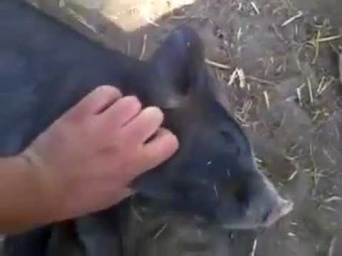 Acorda video